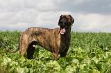 DOGUE ALLEMAND 374